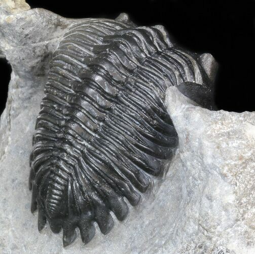 Hollardops Trilobite - Excellent Prep #40129